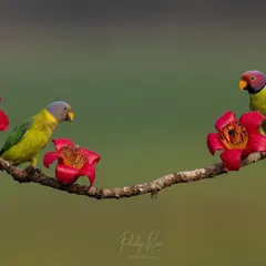 A pair of Plum headed parakeets perched amongst the red flowers of a Malabar silk cotton tree. The contrast between the birds' colors and the flowers makes for a beautiful composition.