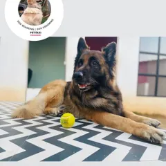This German Shepherd is relaxing with his tennis ball after a good play session. We provide toys, but they are also welcome to bring their own.