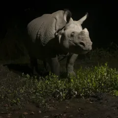 A Greater one-horned rhino emerges from the darkness in Assam, on its way to a nightly wallow. The dramatic lighting from my off-camera flash highlights the incredible, armor-like texture of its skin.
