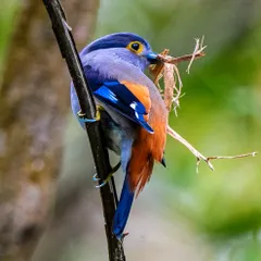 A Grey-lored Broadbill gathers nesting material in Manas National Park, Assam. Both the male and female work together to build their intricate, pendulous nests high in the trees, a testament to their cooperation.