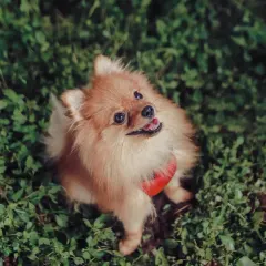 This fluffy Pomeranian is looking up with the sweetest expression during an outdoor shoot. I get down on their level to capture the world from your pet's perspective.