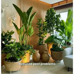 With proper care and the right plant selection, pest problems can be significantly reduced. This indoor plant corner, featuring a Bird of Paradise and Fiddle Leaf Fig, remains healthy and vibrant with our maintenance support.