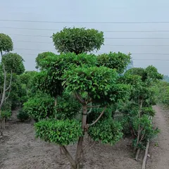 Another example of our shaped topiary trees, grown in our nursery. We offer various shapes and sizes to suit different design needs.