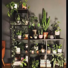 We love this moody and modern plant shelf. The dark wall color makes the green foliage of the cactus, Pilea, and trailing plants pop, creating a sophisticated and stylish look.