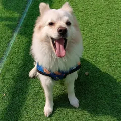 That face you make when you realize the weekend flew by while you were napping. This fluffy Spitz is all of us.