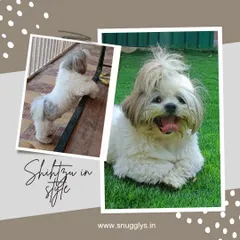 This collage shows a Shih Tzu exploring the patio and then relaxing happily on the green turf.