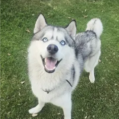 That happy husky smile is infectious. We make sure our high-energy guests get the exercise they need.
