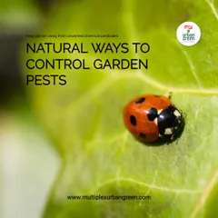 You can protect your garden without harmful chemicals. We advocate for natural pest control methods like companion planting, using sticky traps, and encouraging beneficial insects like ladybugs to keep pests in check.