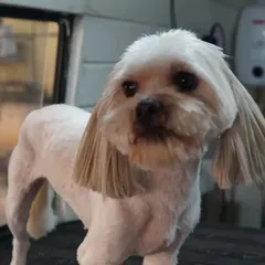 After: With a fresh haircut, Blush is looking sharp and can see the world clearly again. A proper trim makes a world of difference.