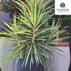 A striking variegated Yucca plant in a modern grey planter makes a powerful statement on this terrace. We select architectural plants like this to create focal points and add a touch of drama to your landscape design.