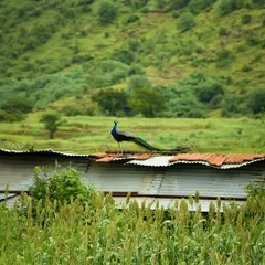 An unexpected sight. A wild peacock, the national bird of India, perched on a simple village roof against a backdrop of green hills and sorghum fields.