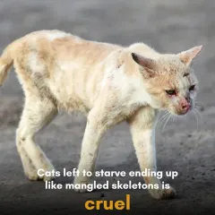 Seeing cats left to starve, ending up as mangled skeletons, is cruel. We work to create a world where no animal has to suffer like this. Sterilization reduces the number of animals competing for scarce resources.