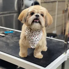A happy little client looking fresh and clean after a full grooming session. The bandana is the perfect finishing touch.