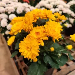 Cheerful yellow Chrysanthemums that can brighten any room. These potted plants are easy to care for and provide color for a long time.