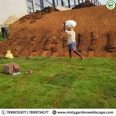 Work in progress on a large scale natural lawn installation. Our team is seen here transporting and laying down fresh turf, covering a large, sloped area with care.