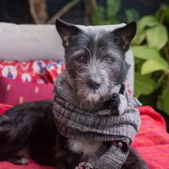 Bozo's version of a sweater is this stylish scarf. Capturing these quirky, individual personalities is what at-home sessions are all about.