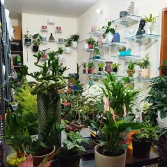 Step inside my store and you'll find plants everywhere. I've filled every corner, shelf, and surface with a diverse collection of greenery, from tiny succulents to large statement plants.