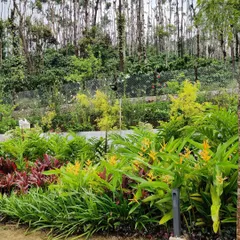 A vibrant, layered tropical landscape we designed and completed. This softscape design uses a mix of Heliconia and other native plants with varying colors and textures to create a lush paradise that blends perfectly with the existing estate greenery.