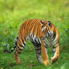The pure elegance of a tigress on the move in Nagarahole. Her fluid walk and the glance over her shoulder showcase the confident and graceful nature of these apex predators.
