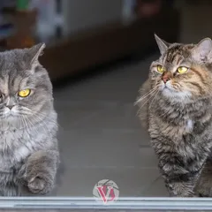 Two beautiful cats framed by a doorway, watching the world go by. A perfect slice-of-life moment from an at-home session.