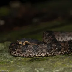An environmental shot of the Hump-nosed Pit Viper, showcasing its incredible camouflage.