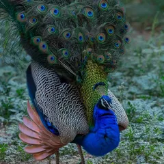 Viewers often tell me this is a rare picture because they usually see the peacock dancing. This photograph was taken just as the peacock raised its tail feathers to form the beautiful fan. The angle of the shot brought out the intense, original colours of its plumage.