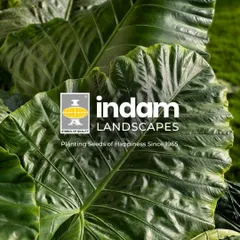 We are Indam Landscapes, planting seeds of happiness since 1965. This image of a giant Alocasia leaf represents our focus on creating lush, green spaces that make a bold statement.
