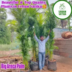 A big Areca Palm, with one of my team members for scale. These are great for creating a tropical look.