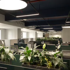 An expansive view of the workstation area at Jubilee Headquarters. We integrated biophilic design with rows of peace lilies, creating a calming and productive environment that prioritizes employee well-being alongside a clean, minimalist aesthetic.