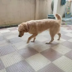This Golden Retriever is enjoying its clean coat after a full bath and blow-dry service.