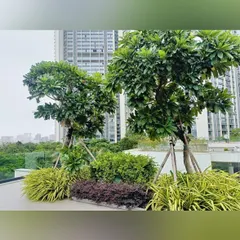 We often use mature, specimen trees in our rooftop designs to provide an immediate sense of establishment. These trees are surrounded by a mix of shrubs and groundcovers for a complete, layered look.