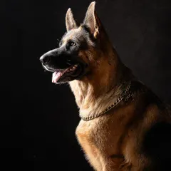 This is Ruby the German Shepherd, looking noble and focused. The dark background and side lighting highlight her strong profile, creating a powerful and classic dog portrait.