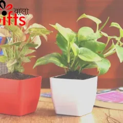 Perfect for a clean, minimalist look, this duo of Syngonium and Money Plants comes in simple square pots. The contrasting red and white colors make them a versatile choice for office desks or home decor.