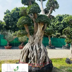 This Ficus bonsai has a unique structure with multiple trunks rising from a single root base. Each canopy has been shaped into a perfect sphere, showcasing expert topiary and bonsai art.