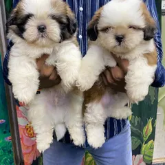 A pair of adorable male Shih Tzu pups, showcasing their dense fur and sweet, sleepy faces. These brothers are healthy, well-fed, and ready to bring joy to their new families.