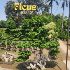 This stunning Ficus Microcarpa topiary, with its unique, winding trunk and multi-layered foliage, is a true living sculpture. We supply these magnificent specimens for high-end landscaping projects.