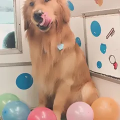 Celebrating Ozzy's birthday in style! This Golden Retriever is enjoying the balloons and attention during his birthday grooming session with us.