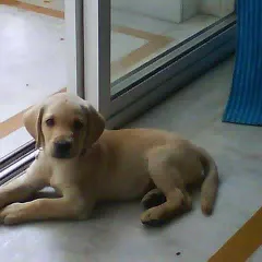 Look at this little face! This is Cookie when she first joined our pack as a young puppy. Early socialization is key, and we provide a safe space for pups to learn and grow.