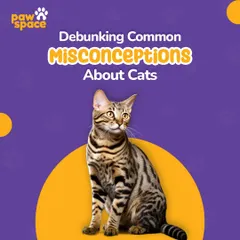 We begin by debunking common myths about cats to help you better understand your feline friend. Knowing the truth about their behavior is the first step toward effective training and a stronger bond.