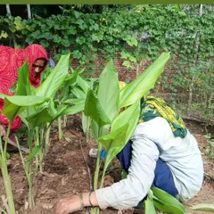 Members of my team carefully tending to the Haldi (turmeric) plants. This hands-on approach is essential in organic farming to ensure the plants are healthy and the soil is well-maintained.