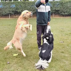 Teaching a dog to jump for a toy isn't just play; it's a controlled exercise in motivation and command. This Golden Retriever is learning to channel its excitement into a specific action, which is a great foundation for agility training.