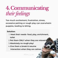 Is your puppy biting you constantly? It's a normal behavior with many causes, from teething pain to lack of sleep. This guide explains the six main reasons for puppy biting and provides practical, force-free solutions for each.