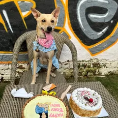 A birthday girl looking regal on her special day. We set up the perfect photo spot with a custom cake and decorations to capture these precious memories.
