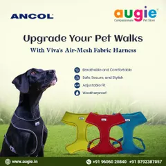 Upgrade your pet walks with Viva's Air-Mesh Fabric Harness. It's breathable, comfortable, secure, and weatherproof, making it a stylish and practical choice for any outing.