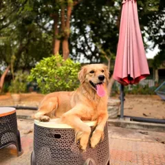 This Golden Retriever, our 'Selfie Queen', knows how to strike a pose. Our venue has many charming spots for your pets to relax and for you to take beautiful photos of them.