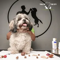 A happy Shih Tzu getting a tick and flea treatment. This service keeps your pet free from ticks, lice, fleas, and mites, leaving them with a soft, rejuvenated coat.