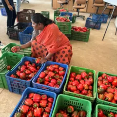 Meena, a valued member of our team, carefully sorts a fresh harvest of bright red bell peppers. Each pepper is checked for quality before it makes its way to the market.