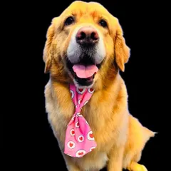 Spreading the love with this adorable Golden Retriever. He's all cleaned up and showing off his heart-themed tie. His happy expression says it all.