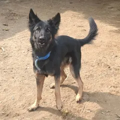 Meet Oreo, a 2-year-old German Shepherd who joined us for obedience training and behavior modification. He struggles with resource guarding and overprotectiveness, so our program will focus on impulse control and building a calmer mindset.
