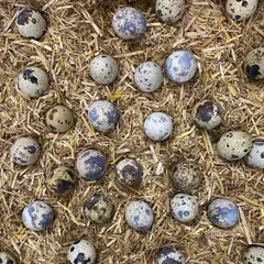 I source my quail eggs from farms where they are laid on clean, natural bedding like this straw. This ensures they are fresh and of the highest quality.